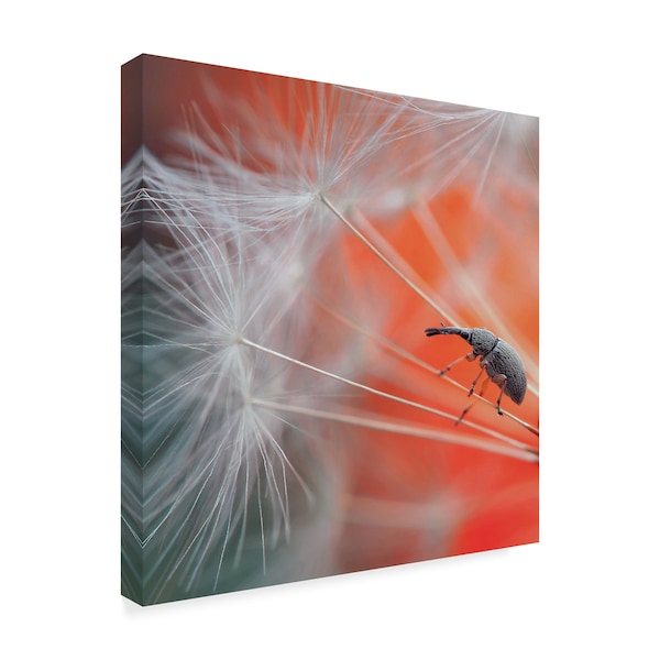 Thierry Dufour 'Parachutist' Canvas Art,24x24